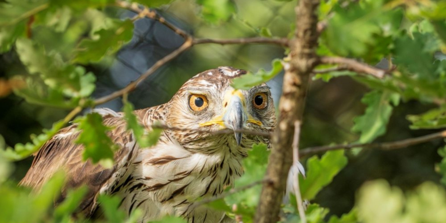 Aigle de Bonelli en volière de réhabilitation ©Rosie Jackson
